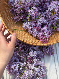 Lilac Enfleurage Apis Apotheca