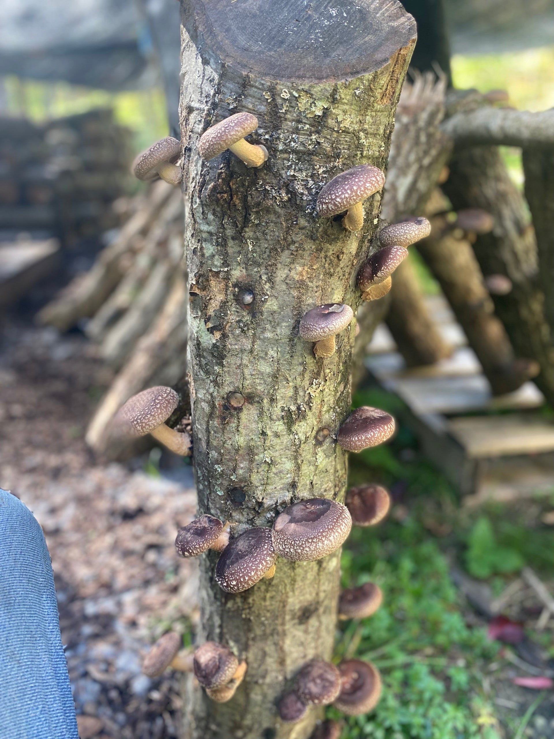 Biome Broth 🍄 Apis Apotheca