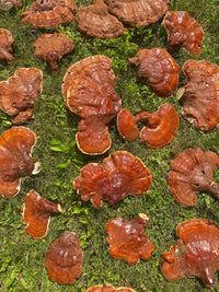Reishi Triple Extract Apis Apotheca