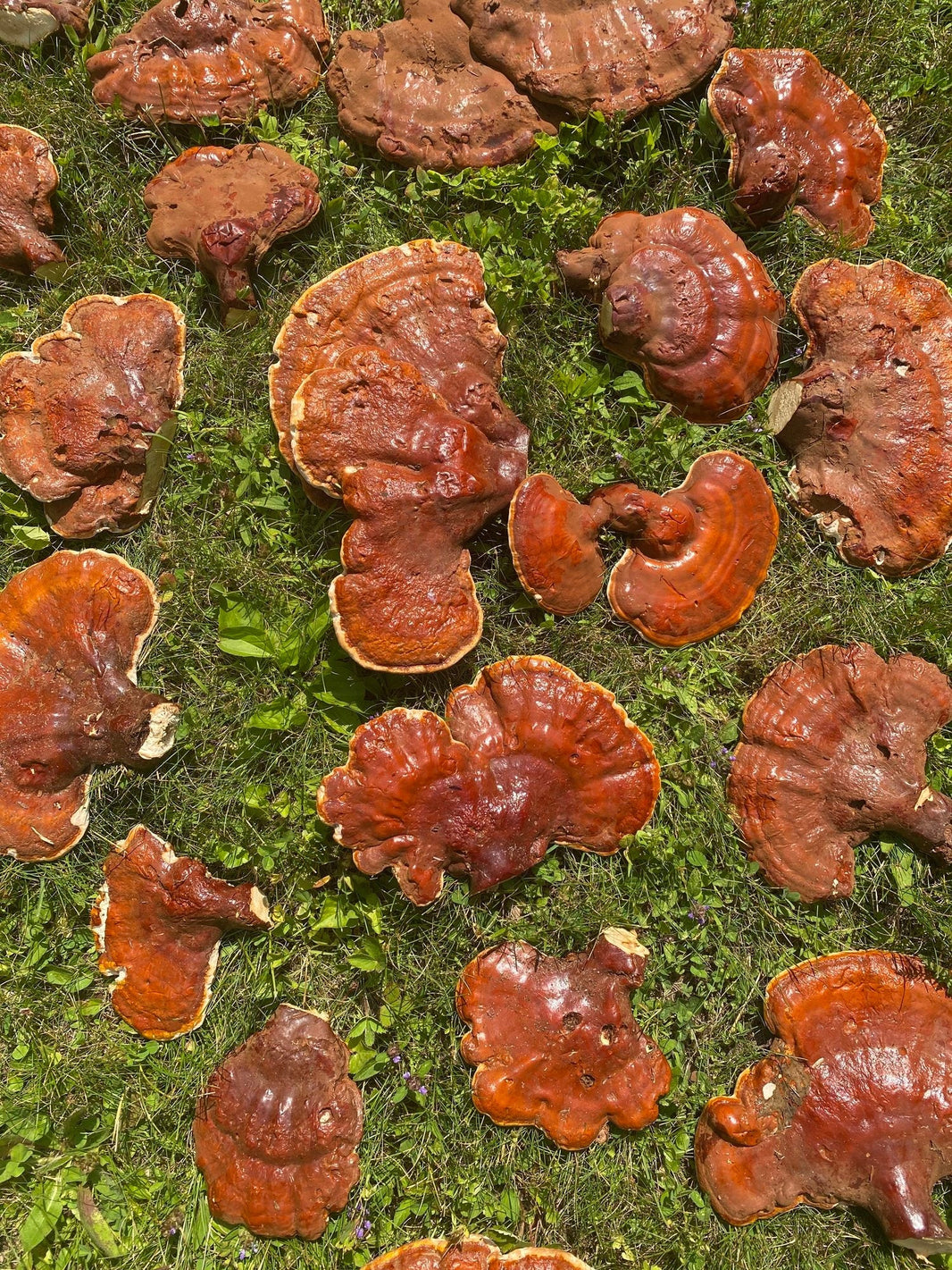 Reishi, a love story