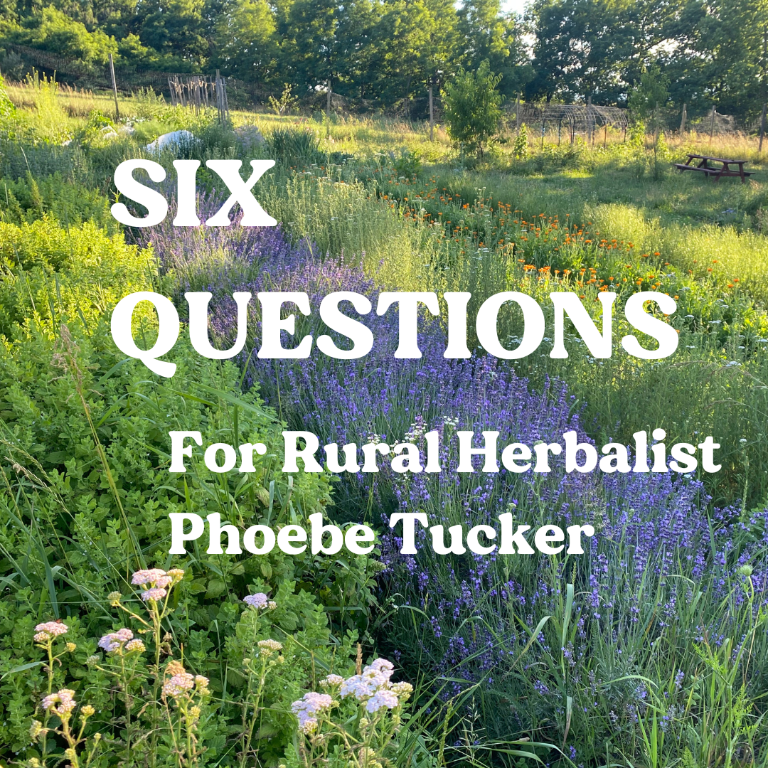 Six Questions for rural herbalist Phoebe Tucker