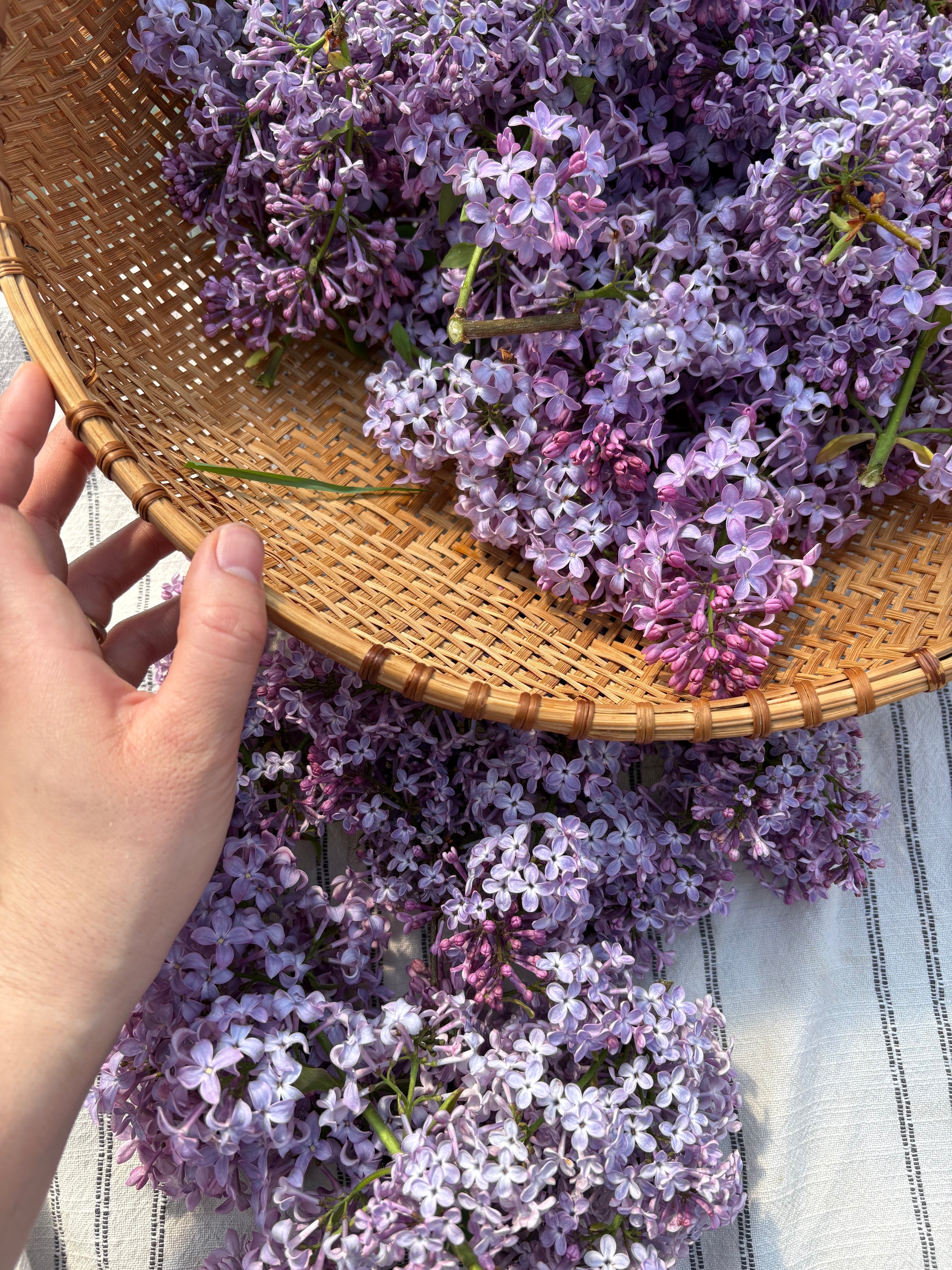 Lilac Enfleurage